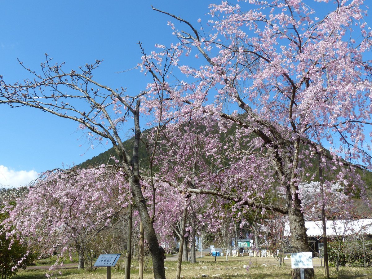 🌳 오미후지 꽃과 녹음의 공원・식물원 (오미후지 카료쿠 코엔・쇼쿠부츠엔) 이미지 7